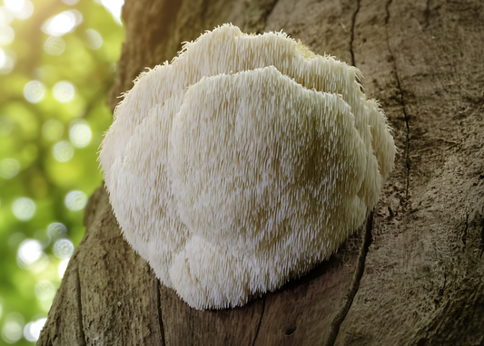 Lions Mane Mushroom: Science-Backed Benefits, Extract Types, and How It’s Grown