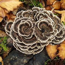 Turkey Tail Mushroom: The Functional Mushroom for Immunity & Vitality