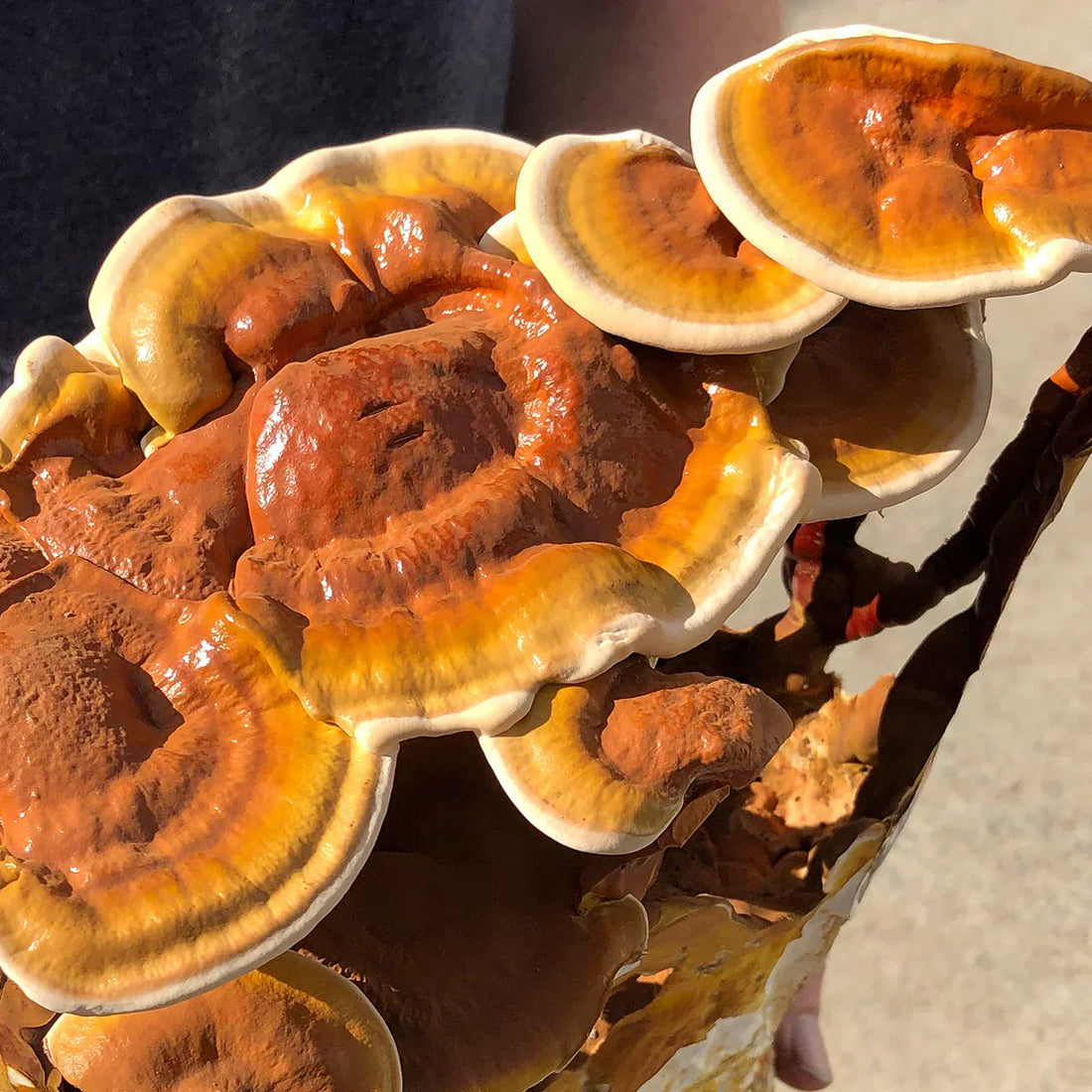 Reishi Mushroom: The Ancient Secret Behind Calm Energy & Modern Wellness