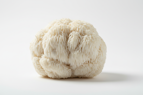 Lion's Mane Mushroom